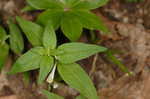 Narrowleaf cowwheat